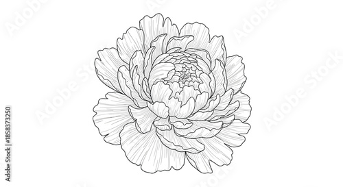 Detailed hand drawn black and white peony flower illustration in vintage engraving style isolated on white background.