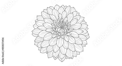 Beautiful hand drawn dahlia flower sketch isolated on white background, perfect for botanical illustrations and coloring book pages.