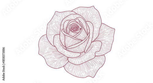 Highly detailed hand drawn rose flower sketch in a rich burgundy color, isolated on a clean white background.