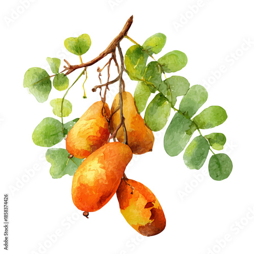 Stylized watercolor Tamarind vector, modern artistic illustration with high-quality details on a pure white background.