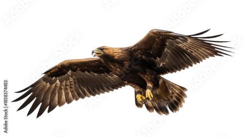 Photography Isolated eagle soaring with wings spread looking down in sky, bird of prey, falc