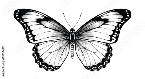 Detailed black and white line art illustration of a butterfly with intricate patterns on its wings isolated on white.