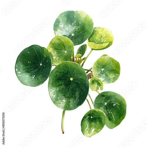 Pilea Peperomioides watercolor vector illustration, high-quality artwork isolated on a pure white background.