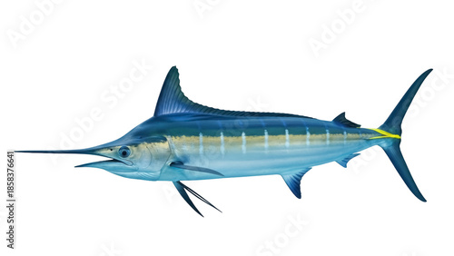 Valokuva Isolated, majestic Marlin fish, oceanic wildlife species swimming alone in blue