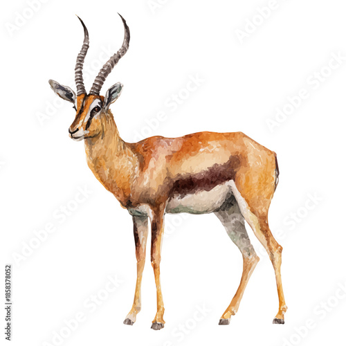 Gazelle watercolor vector illustration, high-quality artwork isolated on a pure white background.