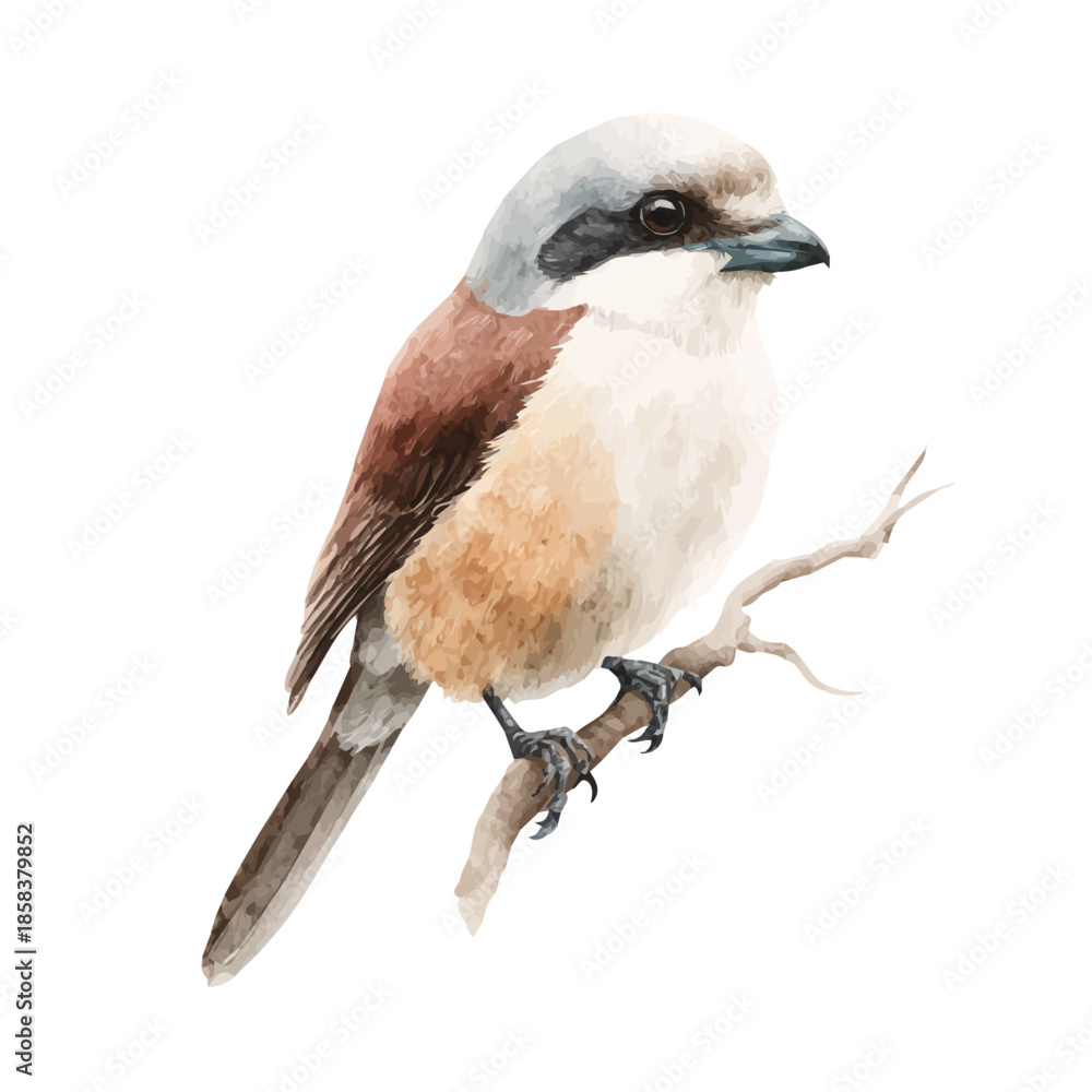 Fototapeta premium Watercolor painting of Shrike, detailed and artistic vector illustration on a white background.