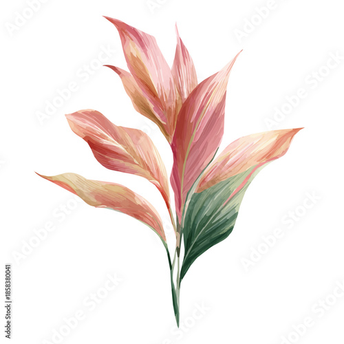 Watercolor Cordyline Leaf vector, artistic painting style, high-resolution illustration on a pure white background.