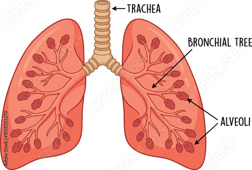Human lungs anatomy diagram illustration, respiratory system labeled with trachea bronchi alveoli, medical education healthcare vector design