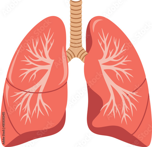 Human lungs illustration, simplified respiratory system anatomy, medical healthcare education flat vector diagram