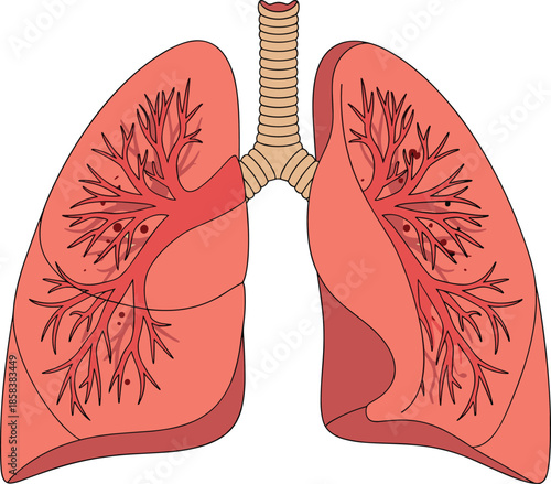 Human lungs anatomy illustration, detailed respiratory system structure with bronchi and trachea, medical healthcare education vector diagram