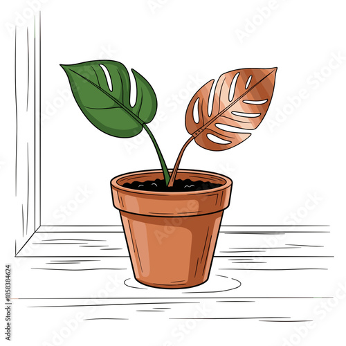 Monstera plant in terracotta pot with green and brown leaves  