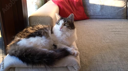 Furry calm adult domestic cat in living room