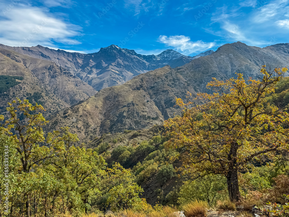 Obraz premium Vibrant autumn trees frame the rugged slopes of La Alcazaba and Mulhacén peaks under a blue sky. This scenic landscape highlights the wild beauty of Vereda de la Estrella in Sierra Nevada, Spain.