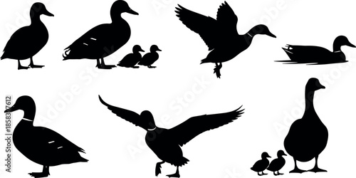 Black duck silhouettes collection featuring mallard ducks flying swimming standing and ducklings in nature icons isolated on a white background
