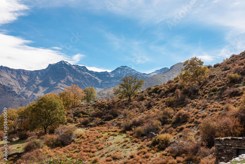 The impressive landscape of Vereda de la Estrella features golden autumn trees and the majestic snow-capped peaks of the Sierra Nevada mountains in Andalusia, Spain under a bright blue sky.