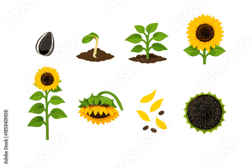 Botanical life cycle icon set. containing seed, sprout, seedling, plant, flower, bloom, sunflower, pod, harvest and more.