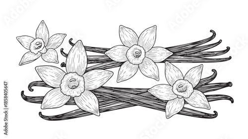 Elegant vanilla flowers and sticks illustration for herbal and natural product designs