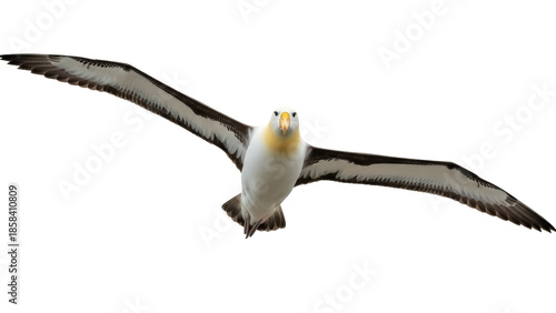 Isolated Southern Royal Albatross soaring majestically with extended wings, aerial mastery