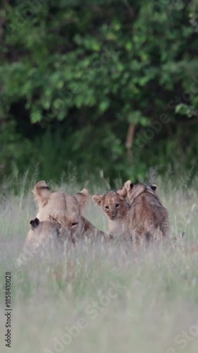  Vertical video, small lion cubs playing on top of the lioness.