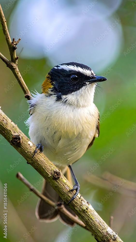 Obraz premium Small bird with yellow cap and black stripes perched on a tree branch with green bokeh background