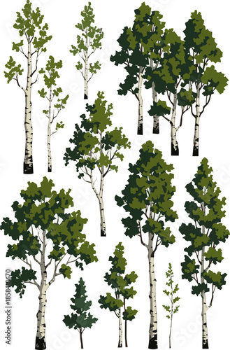 Create a kinds of deferent realistic Group of aspen trees from the genus populous vector art with white background.