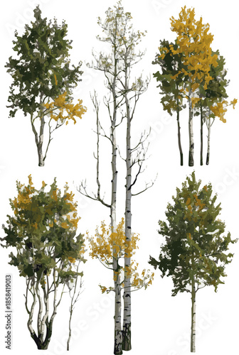 Create a kinds of deferent realistic Group of aspen trees from the genus populous vector art with white background.