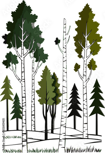 Create a kinds of deferent realistic Group of aspen trees from the genus populous vector art with white background.