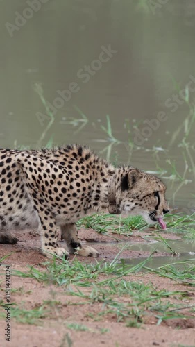  Vertical video, a collared female cheetah drinking water