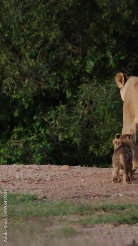 Vertical video, A Lion pride with small cubs