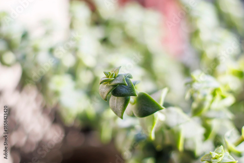 close-up of fresh green leaves of succulent plant