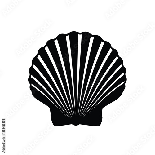 A striking black and white illustration of a seashell shows prominent ridges and a smooth rounded form capturing its natural beauty