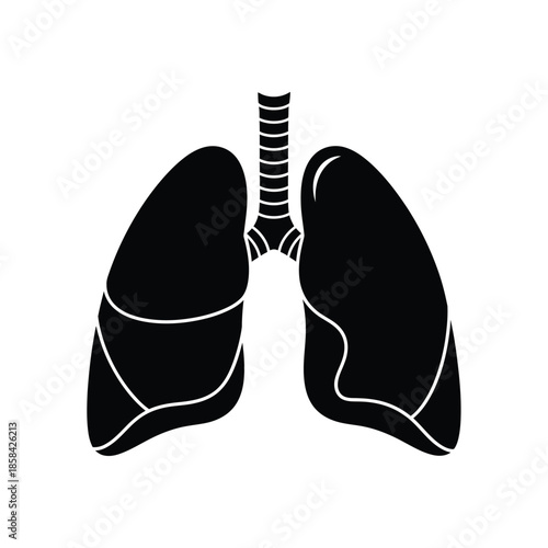 a detailed illustration showcasing the human respiratory system with clearly defined lungs and bronchial pathways highlighting anatomical structure high quality professional