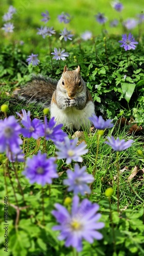 squirrel in the park