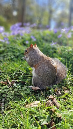 squirrel in the forest