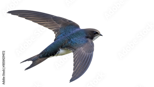 Foto Isolated tree swallow in flight, agile flier shows iridescent blue upperparts in