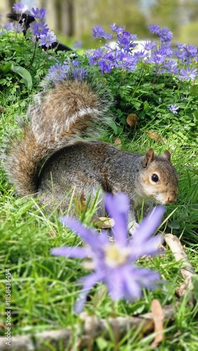 squirrel in the park