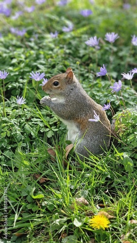 squirrel in spring