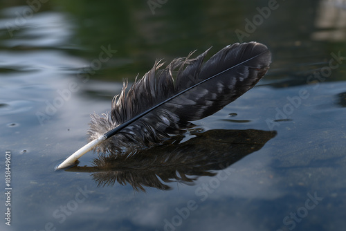 Left Behind Bird Feather
