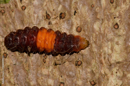 Caterpillar of a common guava blue Deudorix isocrates. Cat Tien National Park. Vietnam.