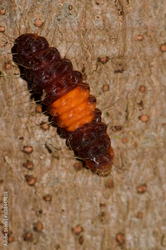 Caterpillar of a common guava blue Deudorix isocrates. Cat Tien National Park. Vietnam.