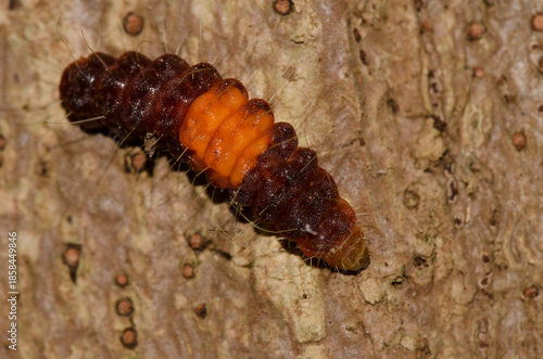 Caterpillar of a common guava blue Deudorix isocrates. Cat Tien National Park. Vietnam.