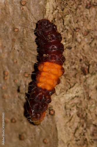 Caterpillar of a common guava blue Deudorix isocrates. Cat Tien National Park. Vietnam.