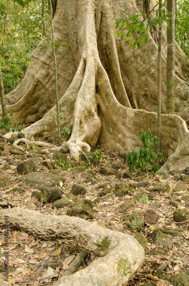 Obraz premium Giant root system of the Tung tree Tetrameles nudiflora. Cat Tien National Park. Vietnam.