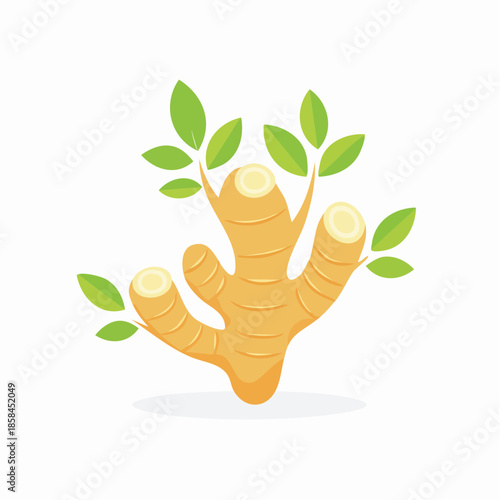 Ginger root vector illustration with green leaves for healthy food concept