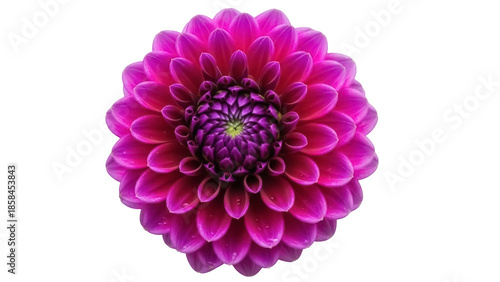 Isolated Bright Pink Dahlia Flower Head, Close-Up View, Single Beautiful Blooming Bloom
