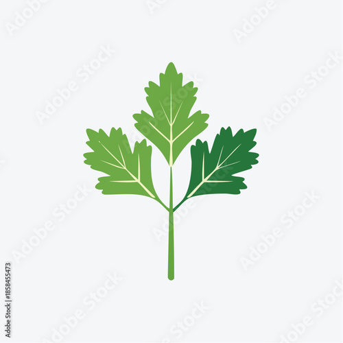 Minimalist Cilantro Illustration: A Fresh Herb for Culinary Design Projects