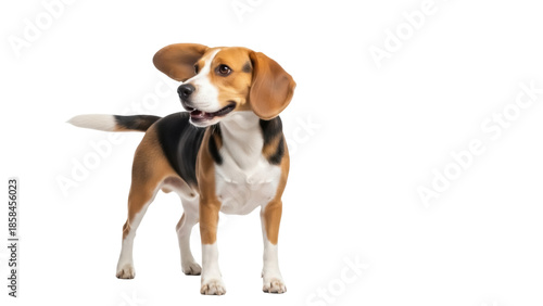 Obraz na plátne Isolated Beagle in studio portrait standing tall and content with floppy ears an