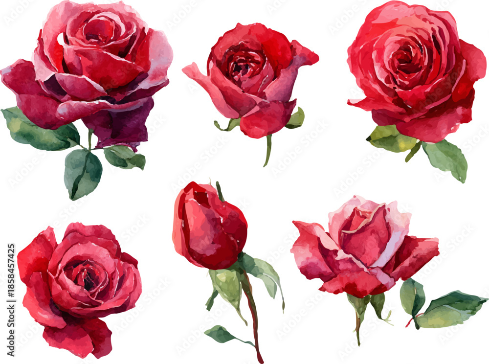 Fototapeta premium set of roses vector illustration