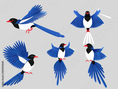 Detailed illustrations of blue jays in various flight and perched positions
