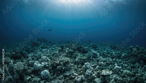 Wallpaper Mural Tsunami-affected coral reef adjacent to Flores, Indonesia, highlighting erosion risk, World Ocean Day Torontodigital.ca